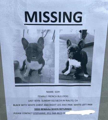 Lost Female Dog last seen Foothill and Cedar, Rialto, CA 92376