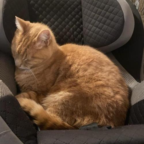 Lost Male Cat last seen Phil's furniture off Mud Bay Rd, Thurston County, WA 98502
