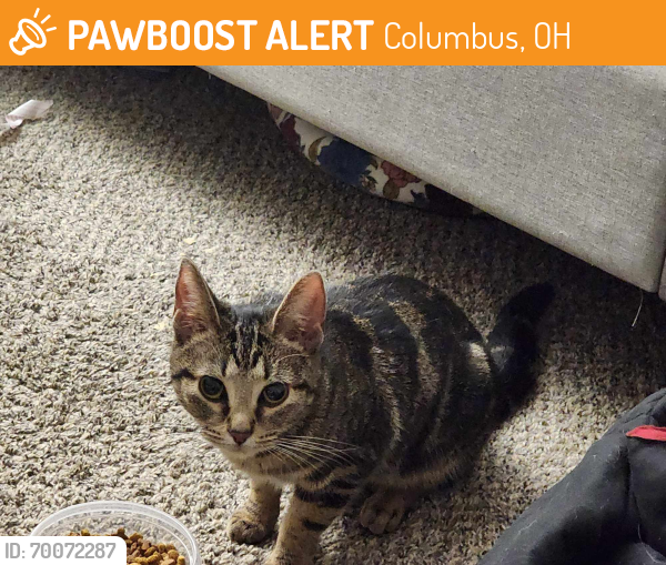 Found/Stray Unknown Cat last seen Lake Eden apmts, Columbus, OH 43228