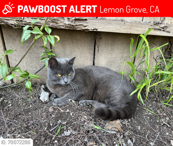 Lost Female Cat last seen Washington and Mt. Vernon, near Mt. Vernon Elementary School, Lemon Grove, CA 91945