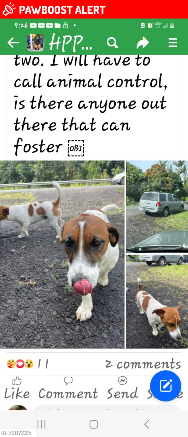 Lost Male Dog last seen Between 23rd  and 25th in paradise park, Hawaiian Paradise Park, HI 96749
