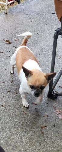 Lost Female Dog last seen Quinn park rd, Oak Ridge, TN 37830