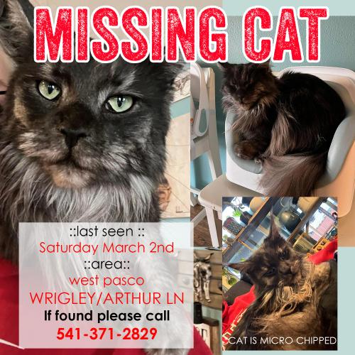 Lost Unknown Cat last seen Wrigley drive/ Arthur lane, Pasco, WA 99301
