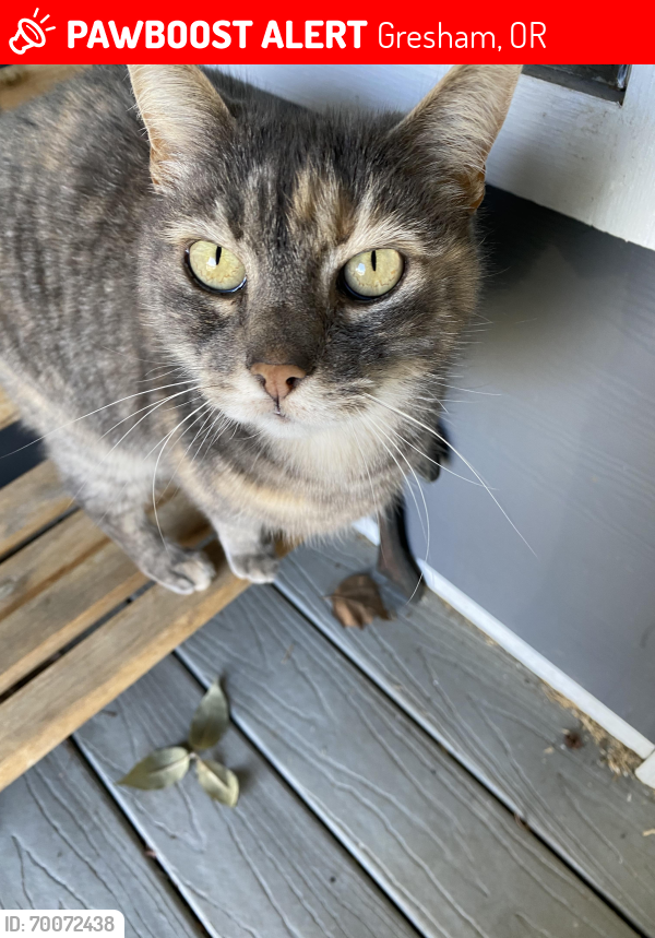 Lost Female Cat last seen Powell and Birdsdale, Hollydale Elementary , Gresham, OR 97080