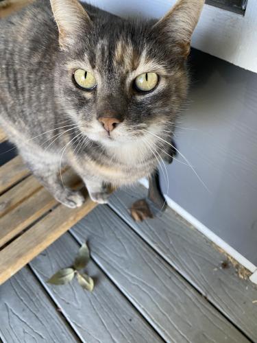 Lost Female Cat last seen Powell and Birdsdale, Hollydale Elementary , Gresham, OR 97080