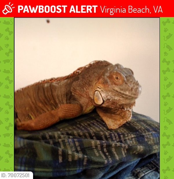 Lost Male Reptile last seen forest glen, Virginia Beach, VA 23452