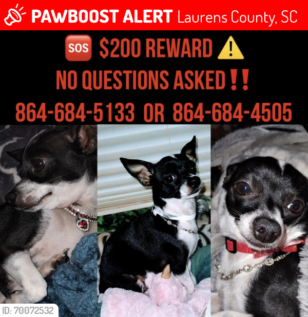 Lost Female Dog last seen Kennedy Rd and Rabun Church road, Laurens County, SC 29645