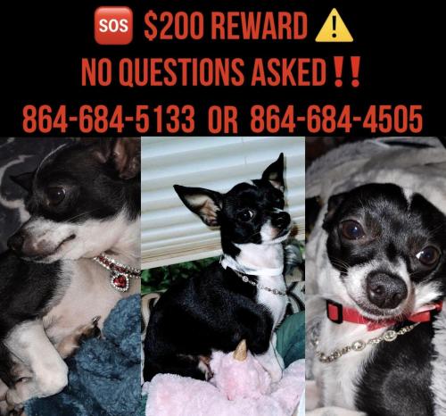 Lost Female Dog last seen Kennedy Rd and Rabun Church road, Laurens County, SC 29645