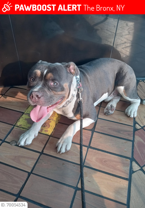 Lost Male Dog last seen Near and 3rd Avenue , The Bronx, NY 10456