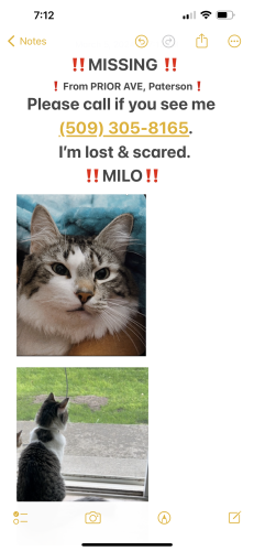 Lost Male Cat last seen Paterson,Washington , Paterson, WA 99345