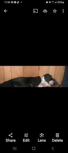 Lost Female Dog last seen Burbank rd milton fl, Santa Rosa County, FL 32583