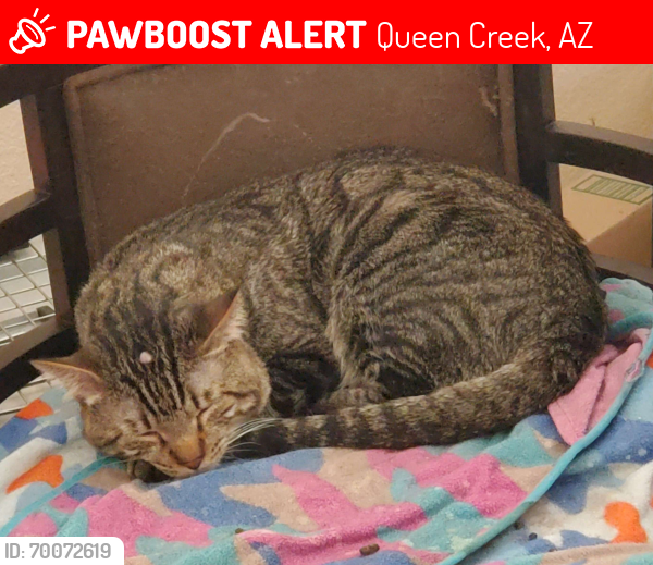 Lost Male Cat last seen Walker Butte K-8, Queen Creek, AZ 85143