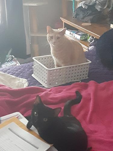 Lost Male Cat last seen Pearl circle, West Plains, MO 65775