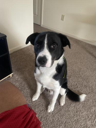 Lost Male Dog last seen Winchester, ky, Winchester, KY 40391
