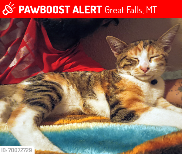 Lost Female Cat last seen inside cat snuck out last seen on the block of 2nd Ave s by brown building / headstart, Great Falls, MT 59405