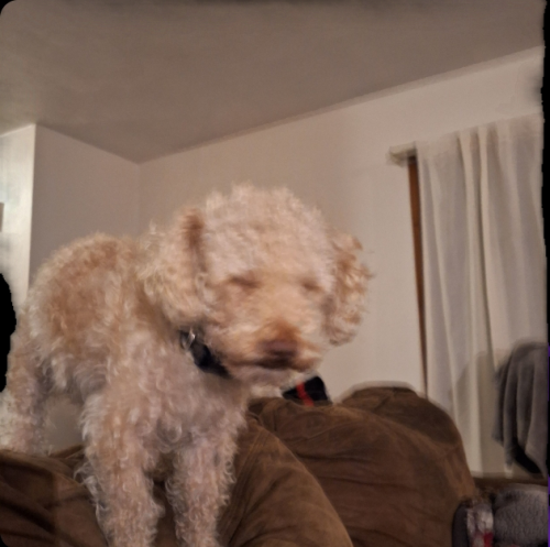 Lost Male Dog last seen Temple/ english, Indianapolis, IN 46201