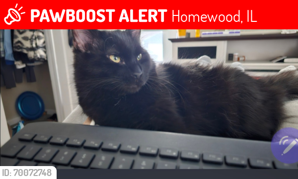 Lost Male Cat last seen 183rd Crawford, Homewood, IL 60430