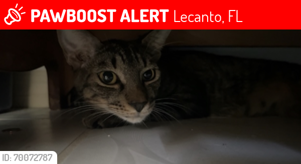 Lost Male Cat last seen Near W silver hill L, Lecanto, FL 34461