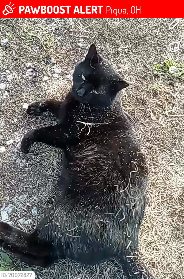 Lost Male Cat last seen Bike path between French park and the bridge., Piqua, OH 45356