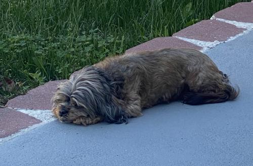 Lost Female Dog last seen Central avenue, Capitol Heights, MD 20743