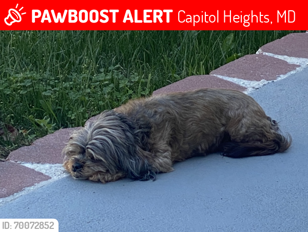 Lost Female Dog last seen Central avenue, Capitol Heights, MD 20743