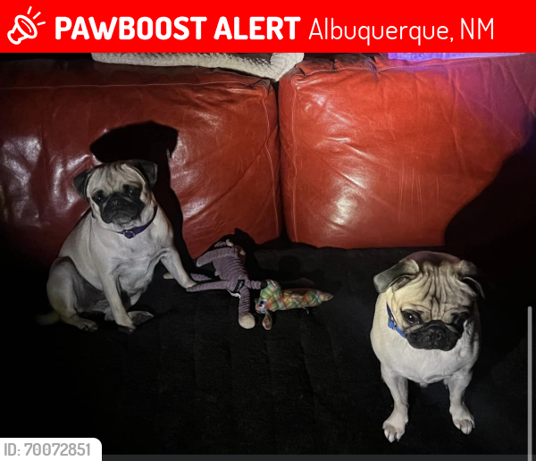 Lost Unknown Dog last seen Unser & Blake, Vista del Sol, Albuquerque, NM 87121