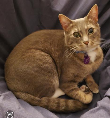Lost Male Cat last seen Freetown Ct., Reston, VA 20191