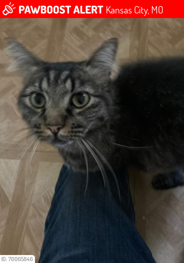 Lost Male Cat last seen Near  block of 70th Terrace between Olive and Brooklyn, Kansas City, MO 64132