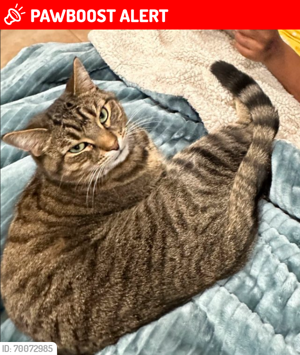 Lost Female Cat last seen Harvest Moon Rd, Boyds, 20841, Montgomery County, MD 20841