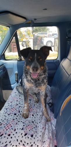 Lost Male Dog last seen River road and country club, Corona, CA 92878