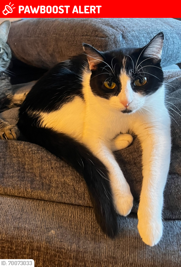 Lost Female Cat last seen Near The Chiller ice rink, Orange Township, OH 43035
