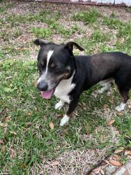 Reunited Male Dog last seen Blalock & Long Point, Houston, TX 77080