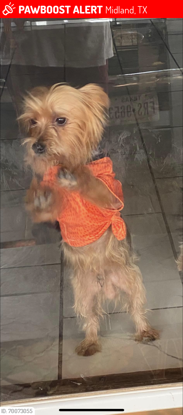 Lost Male Dog last seen Our lady of Guadalupe Catholic Church, Midland, TX 79701