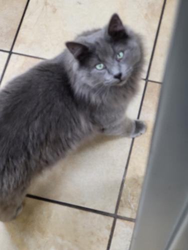 Lost Male Cat last seen Near Old Greenwood Rd, Fort Smith, AR 72903, Fort Smith, AR 72903