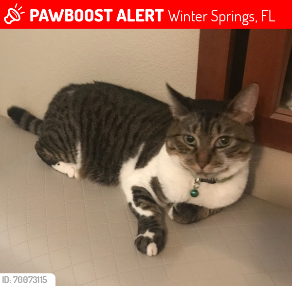 Lost Female Cat last seen Tradewinds and Moss Road, Winter Springs, FL 32708