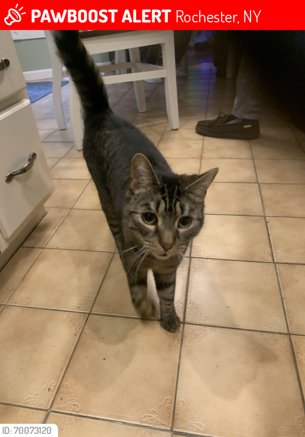 Lost Male Cat last seen Westside and Pixley , Rochester, NY 14624