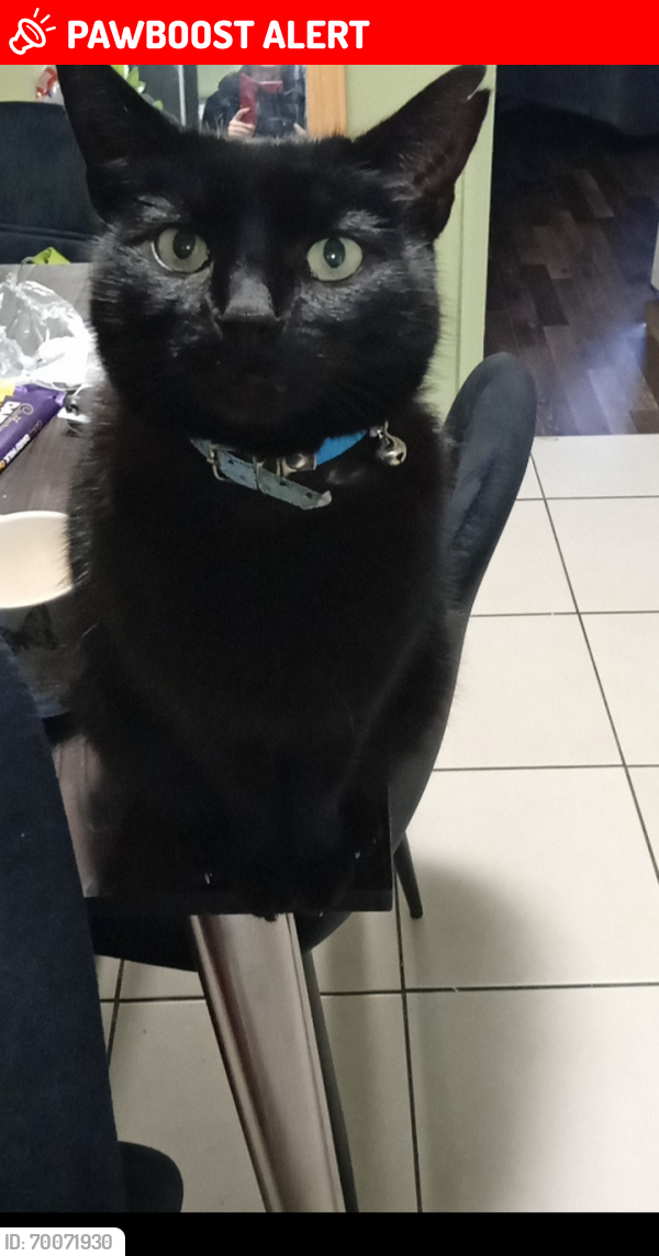 Lost Male Cat last seen NEWSHAM PARK, LISTER DRIVE, OLD SWAN, KENSINGTON OR ANYWHERE IN LIVERPOOL , Merseyside, England L13 7HN