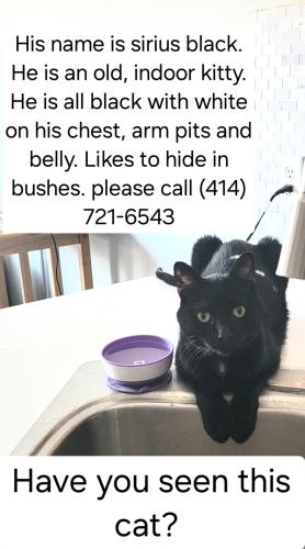 Lost Male Cat last seen Hillsborough , Omaha, NE 68134