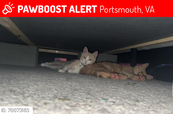 Lost Female Cat last seen Near Vick street, Portsmouth, VA 23701