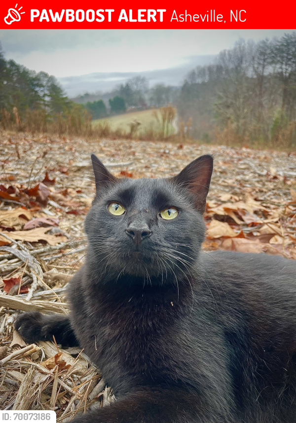 Lost Male Cat last seen Btw Cedar Hill Rd & Cowan Cove Rd, or maybe Bailey Rd (all within wandering distance), Asheville, NC 28806