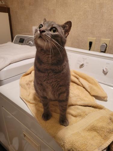 Found/Stray Unknown Cat last seen Worthington Columbus near the railroad tracks, וושינגטון, OH 43085