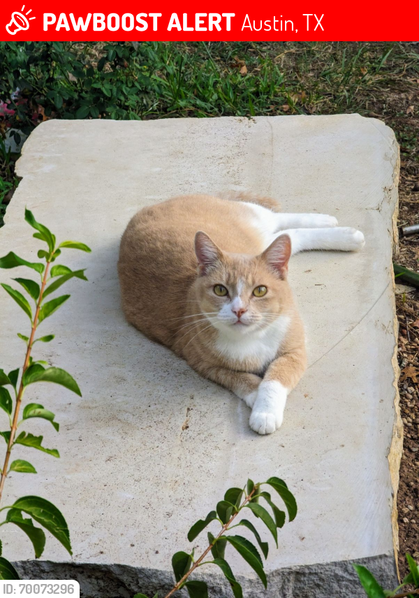 Lost Female Cat last seen The Hills and of Texas neighborhood. , Austin, TX 78737