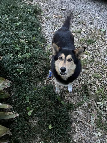 Lost Female Dog last seen Hunters ridge subdivision, Denham Springs, LA 70726