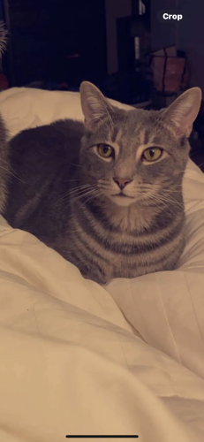 Lost Male Cat last seen Standford Ave and Perdue Ave, Youngstown, OH 44515