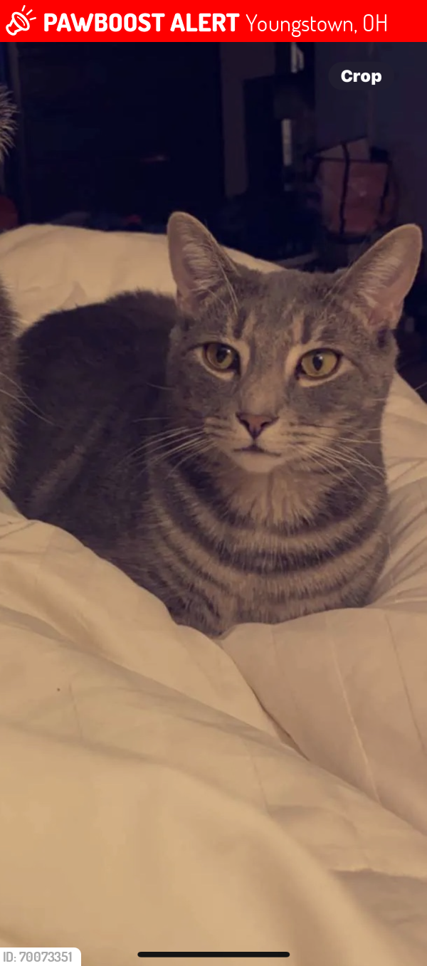 Lost Male Cat last seen Standford Ave and Perdue Ave, Youngstown, OH 44515