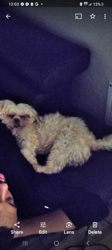 Lost Male Dog last seen N Rosedale st and Longwood st, Baltimore, MD 21216
