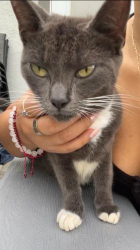 Lost Female Cat last seen Near 17th St Sw Fl 34117, Naples, FL 34117