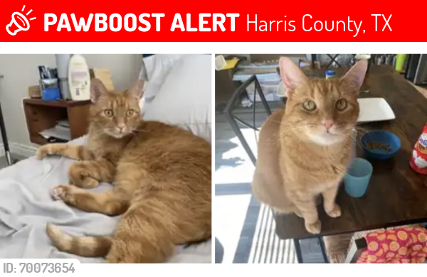 Lost Male Cat last seen Gullwing Manor Circle, Tomball Tx, Harris County, TX 77375