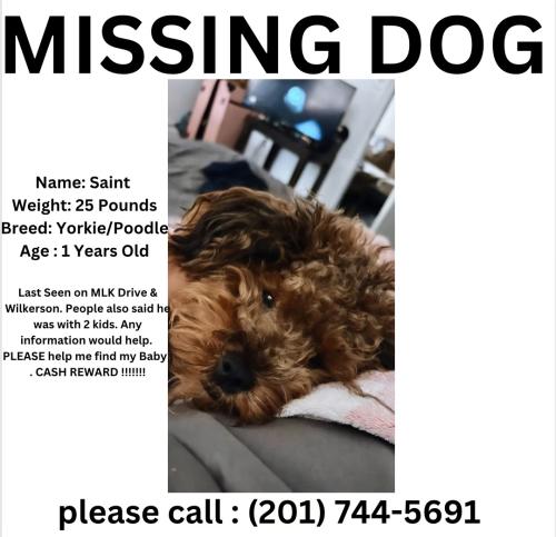 Lost Male Dog last seen Martin Luther king drive , jersey city Nj , Jersey City, NJ 07305
