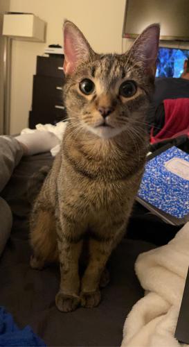 Lost Female Cat last seen Arenall and Talia south valley, Albuquerque, NM 87105